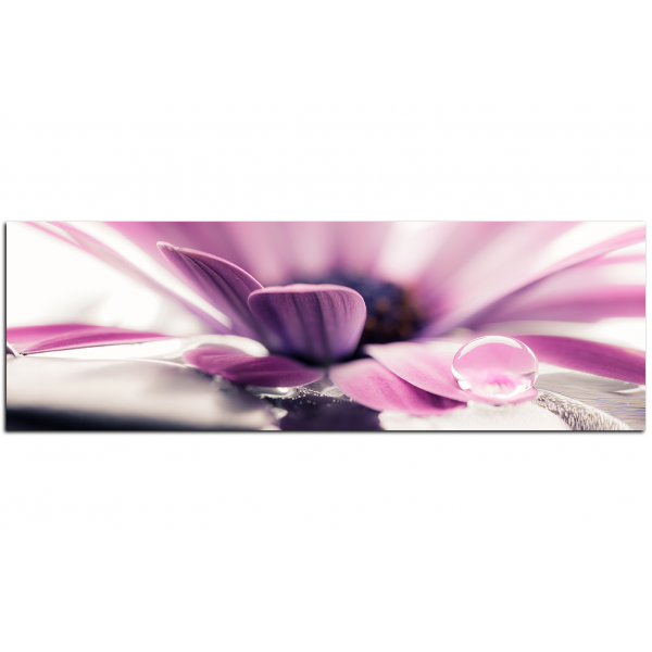 Obraz na plátně - Kapka rosy na lupenech květu - panoráma